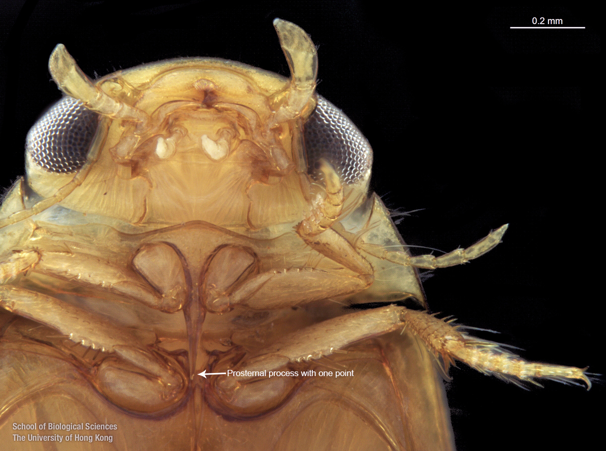 Head in ventral view